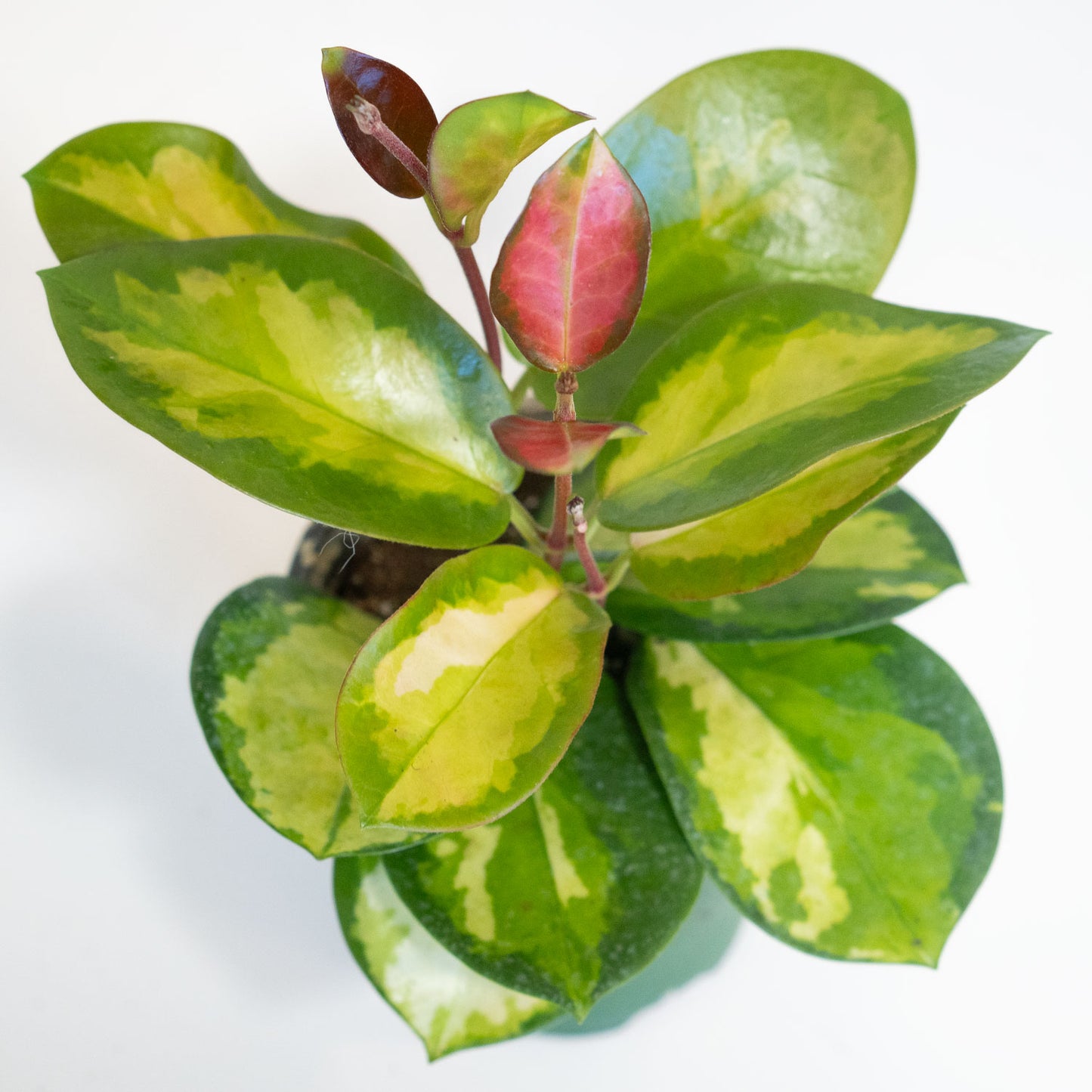 Hoya Australis Lisa