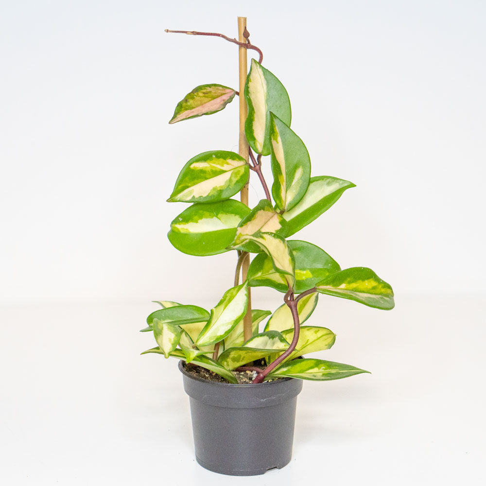 Potted Easy-Care Plant Hoya Carnosa - Shop Trailing Houseplant Hoya Carnosa 6” - Buy repotted trailing indoor plant Hoya Carnosa for delivery at Planteia