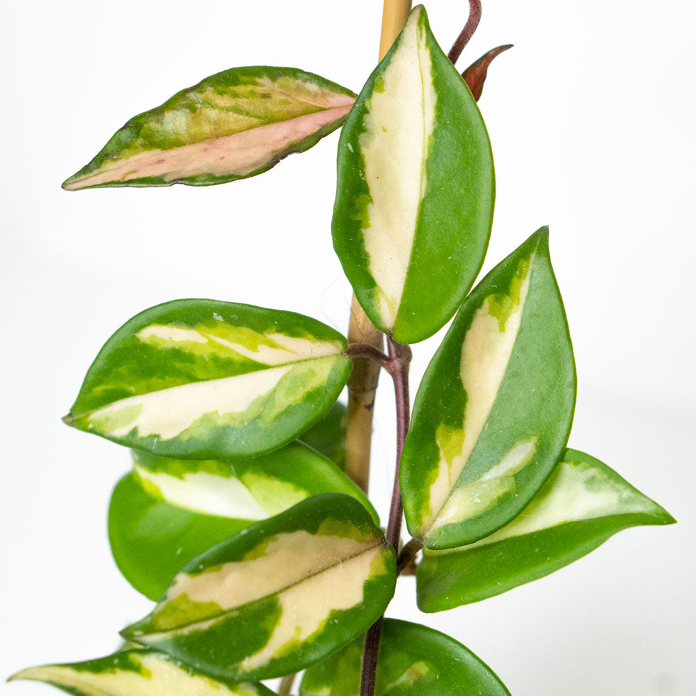 Leaves of Potted Plant Hoya Carnosa - Shop Easy-Care Trailing Houseplant Hoya Carnosa 6” - Buy repotted trailing plant Hoya Carnosa for delivery at Planteia