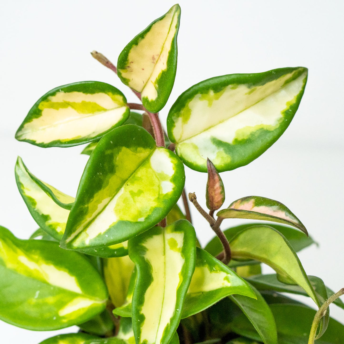 Leaves of Potted Plant Hoya Carnosa - Shop Easy-Care Trailing Houseplant Hoya Carnosa 6” - Buy repotted trailing plant Hoya Carnosa for delivery at Planteia