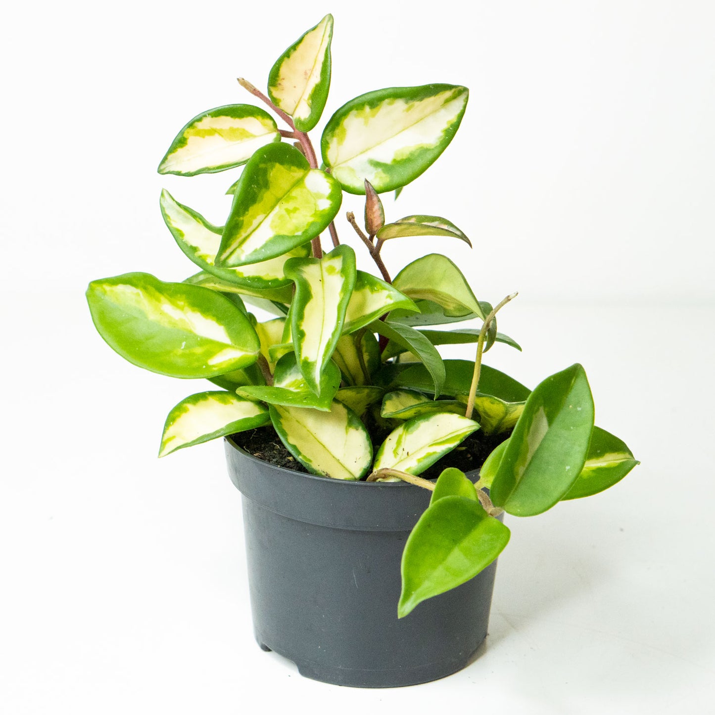 Potted Easy-Care Plant Hoya Carnosa - Shop Trailing Houseplant Hoya Carnosa 6” - Buy repotted trailing indoor plant Hoya Carnosa for delivery at Planteia