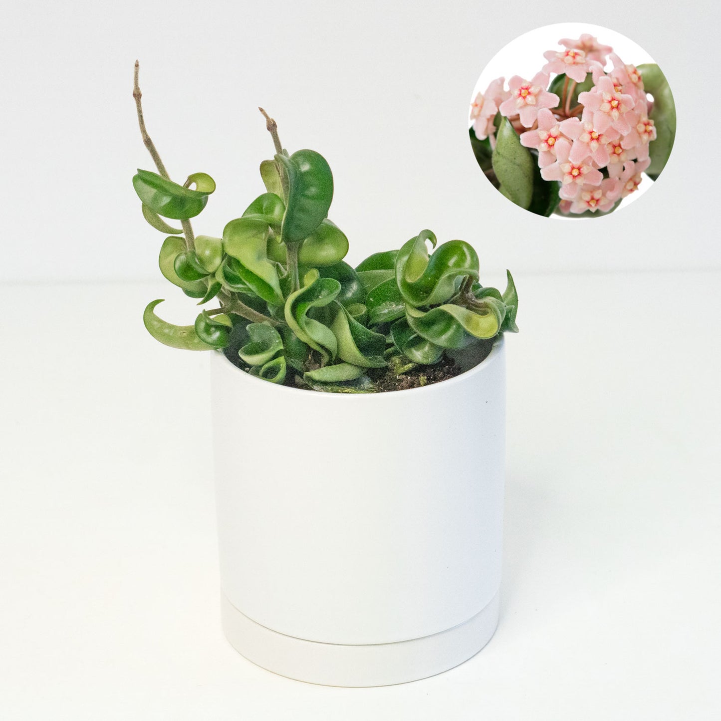 Hoya Compacta