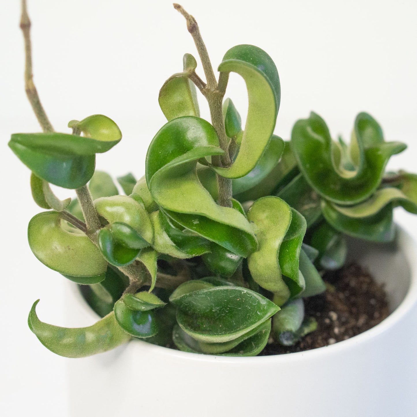 Hoya Compacta