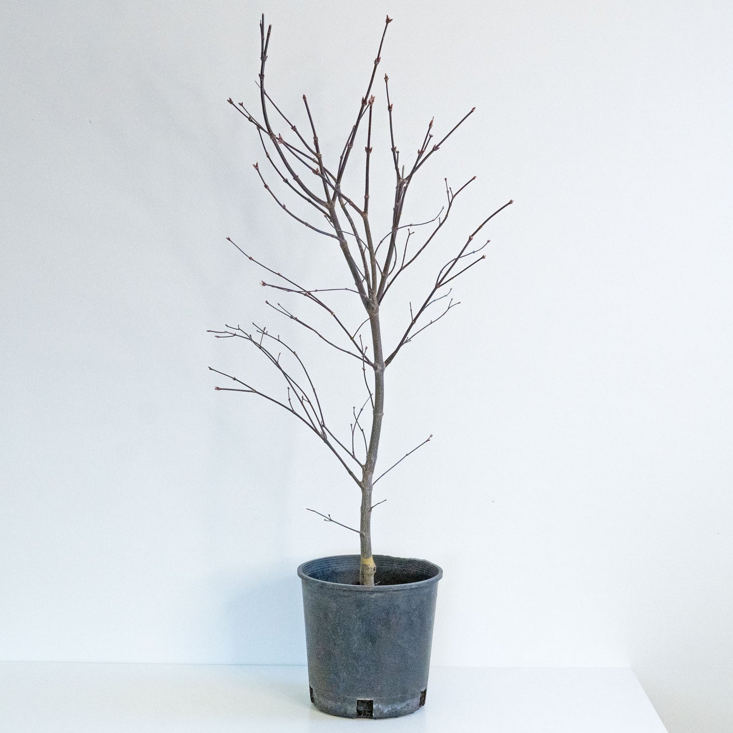 Japanese Maple Emperor