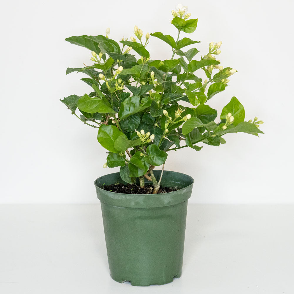 Potted East-Care Outdoor Plant Jasmine Sambac - Shop Flowering Houseplant Jasmine Sambac 6” - Buy repotted flowering outdoor plant Jasmine Sambac for delivery at Planteia