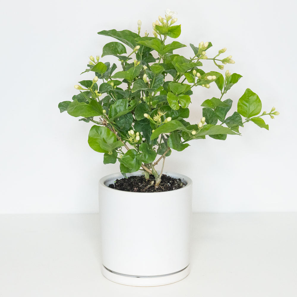 Potted Easy-Care Outdoor Plant Jasmine Sambac - Shop Flowering Houseplant Jasmine Sambac 6” - Buy repotted flowering outdoor plant Jasmine Sambac for delivery at Planteia