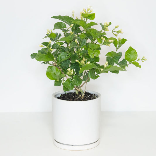 Potted Easy-Care Outdoor Plant Jasmine Sambac - Shop Flowering Houseplant Jasmine Sambac 6” - Buy repotted flowering outdoor plant Jasmine Sambac for delivery at Planteia