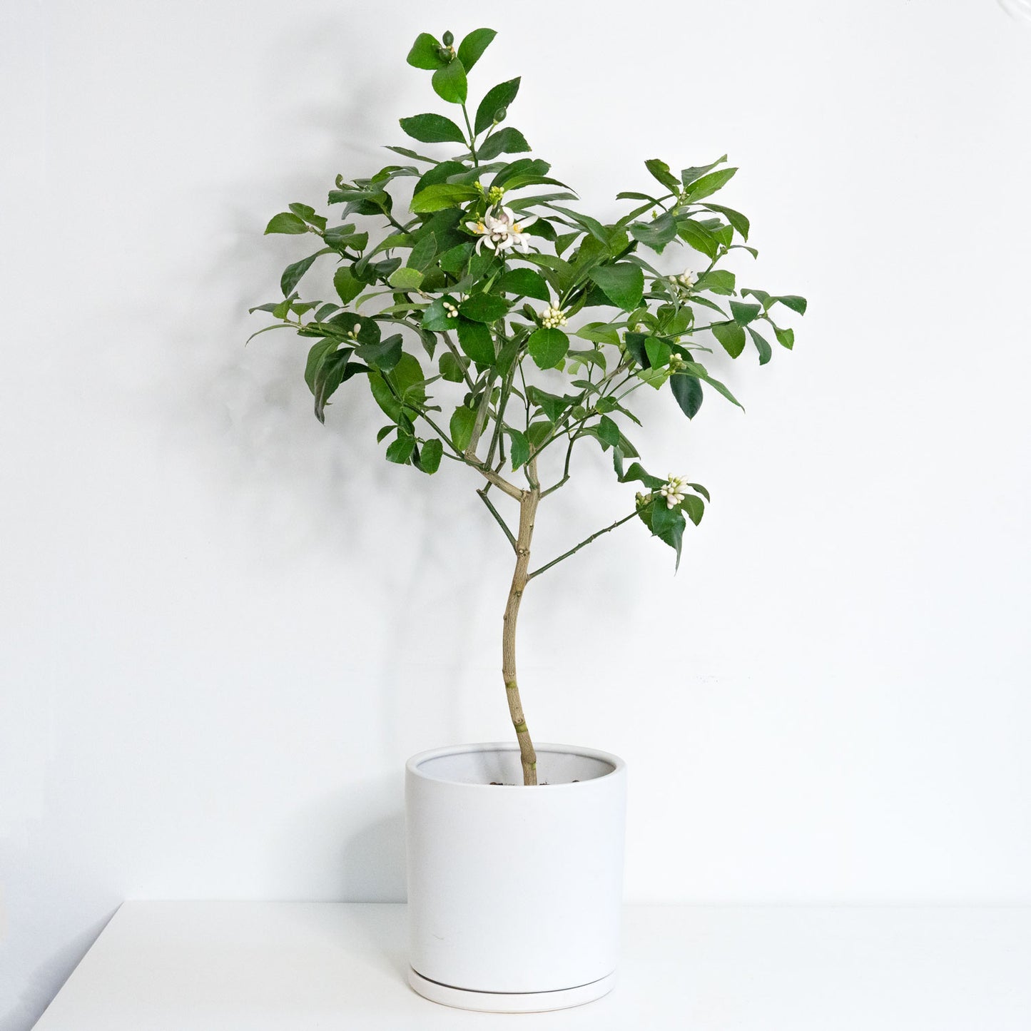 10" Ceramic Pot with saucer (White)