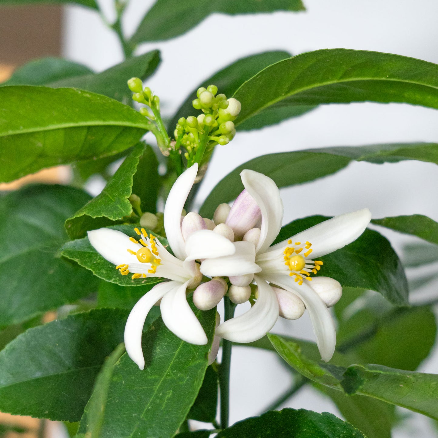 Lemon Meyer Tree (Large)