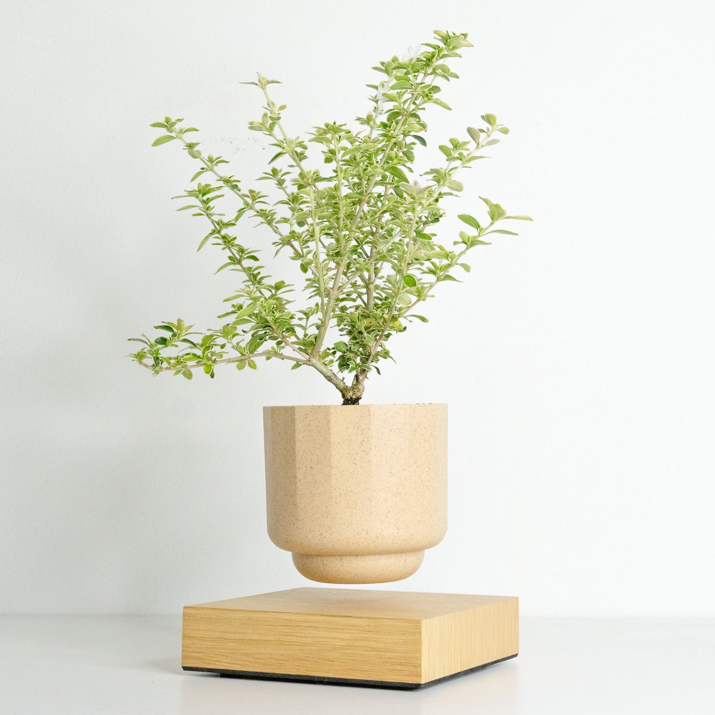 Levio Serissa Variegated