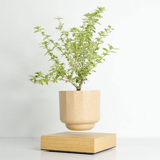 Levio Serissa Variegated