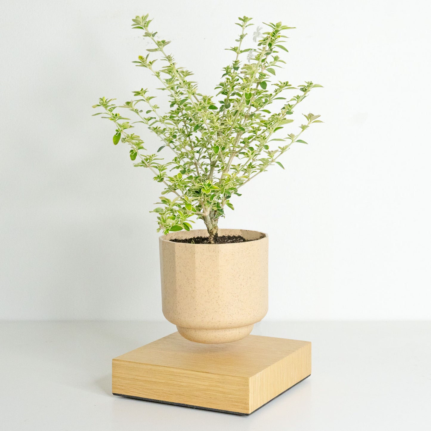 Levio Serissa Variegated