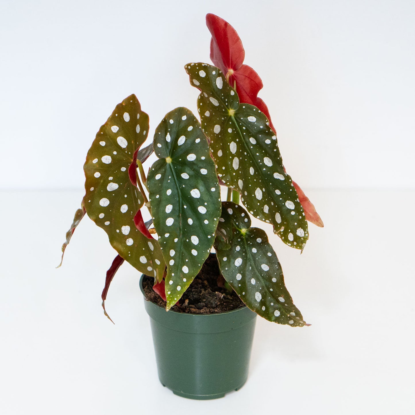 Begonia Maculata