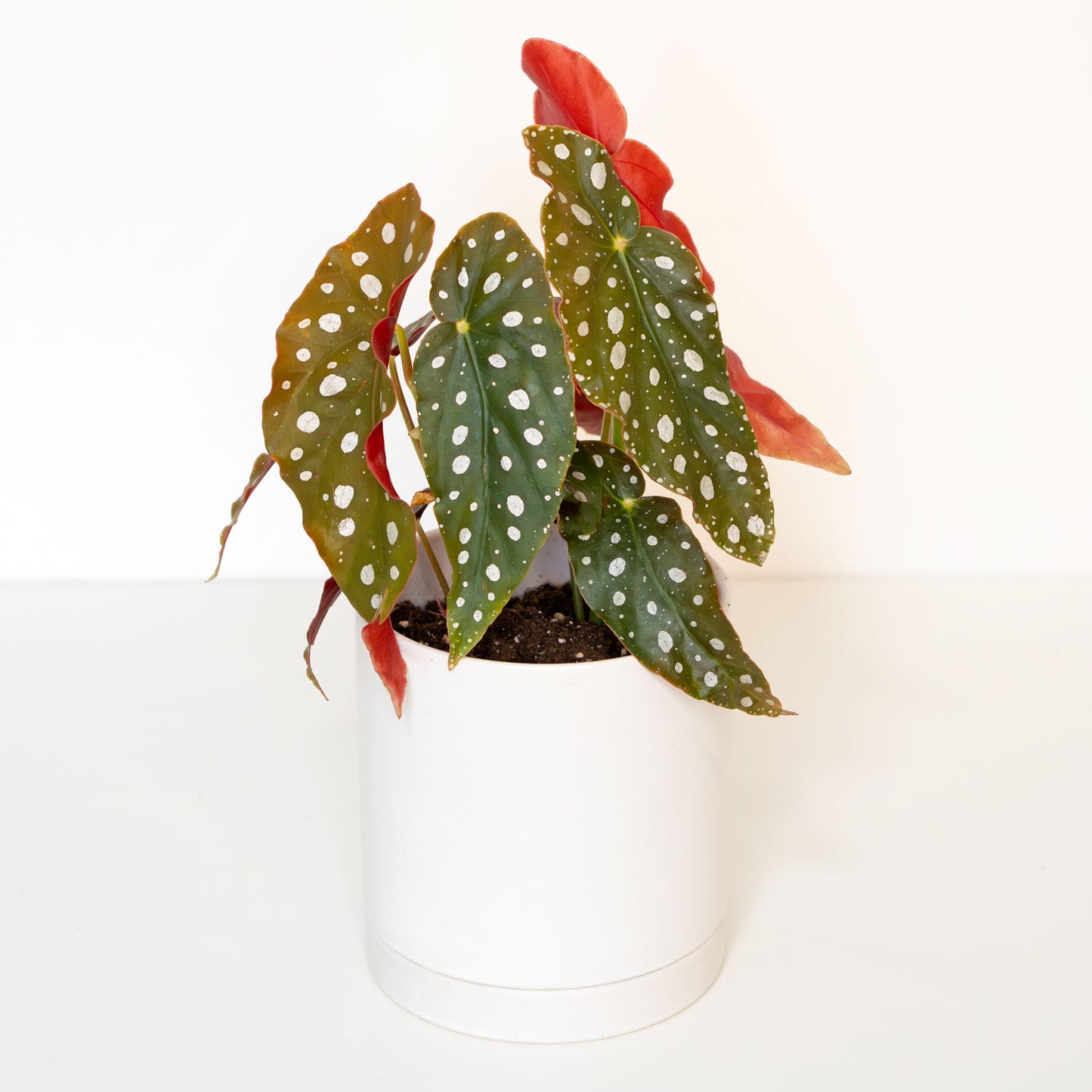 Begonia Maculata