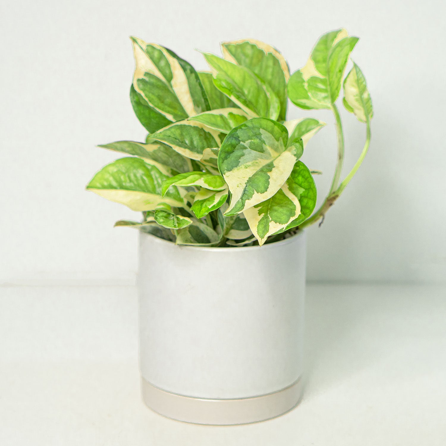 pothos delivery Pothos NJoy | NJoy Pothos in 4.5” Pot | Easy-Care Houseplant for sale | Trailing Indoor Plants for Delivery | Njoy Pothos for sale