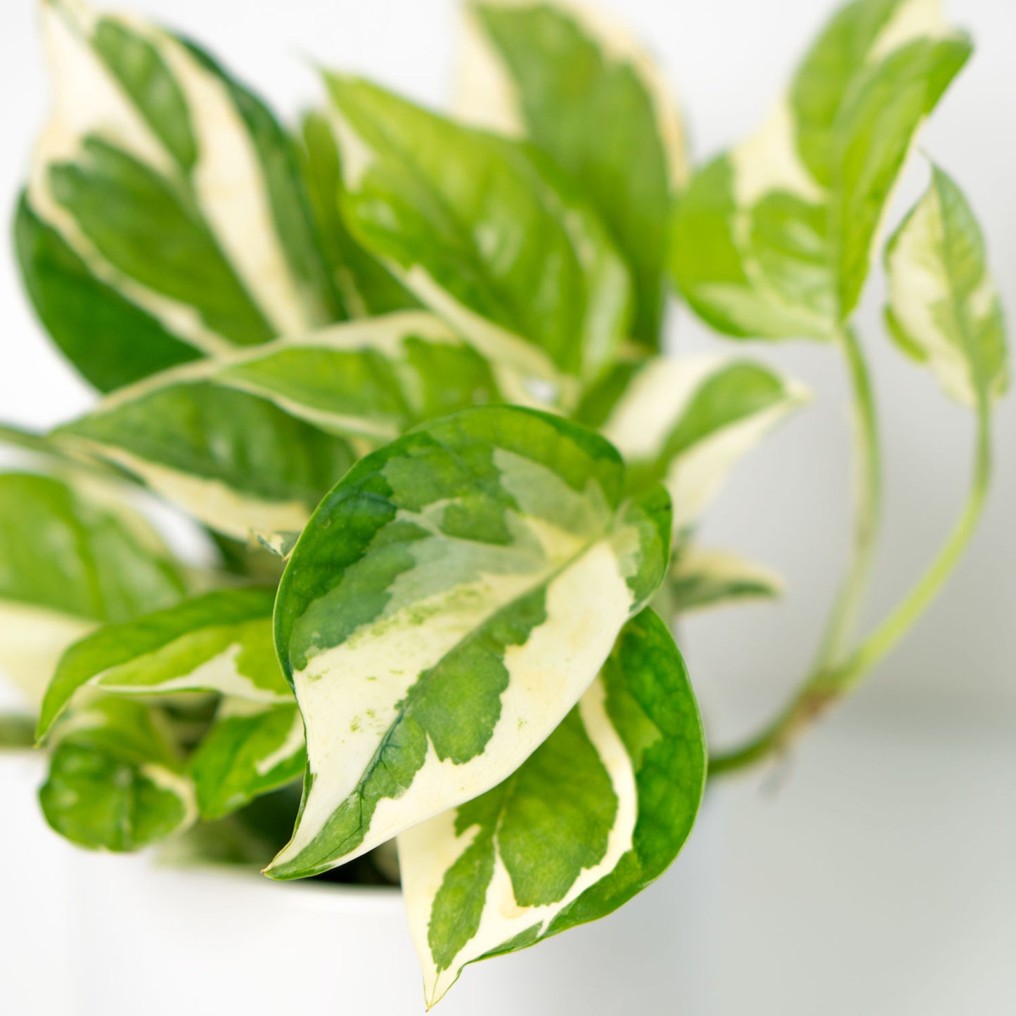 Pothos NJoy