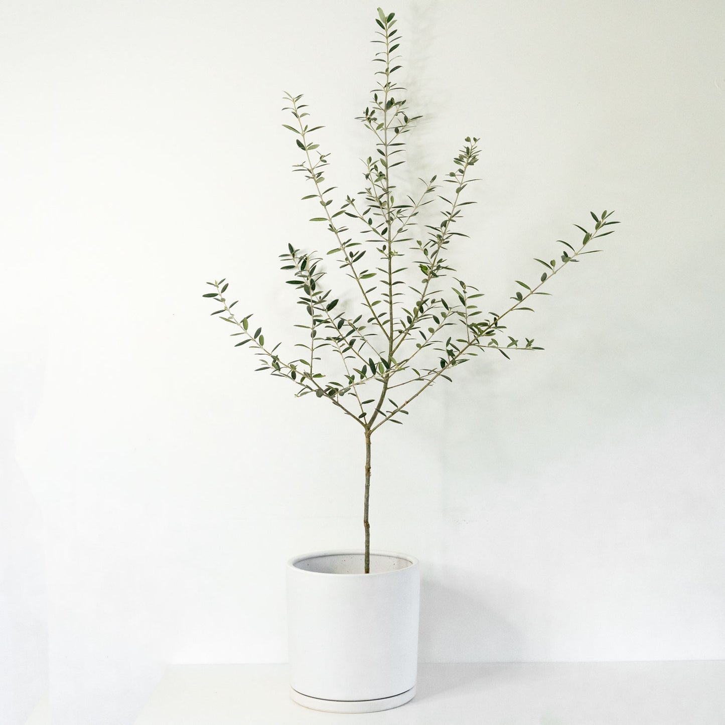 10" Ceramic Pot with saucer (White)