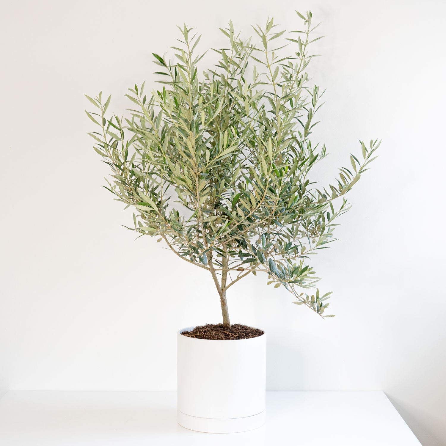 olive tree house plant Olive Tree Large | Olive Tree Indoor Plant in 10” Pot | Olea Europaea Fruit Plant - Trendy Potted Houseplants for Delivery