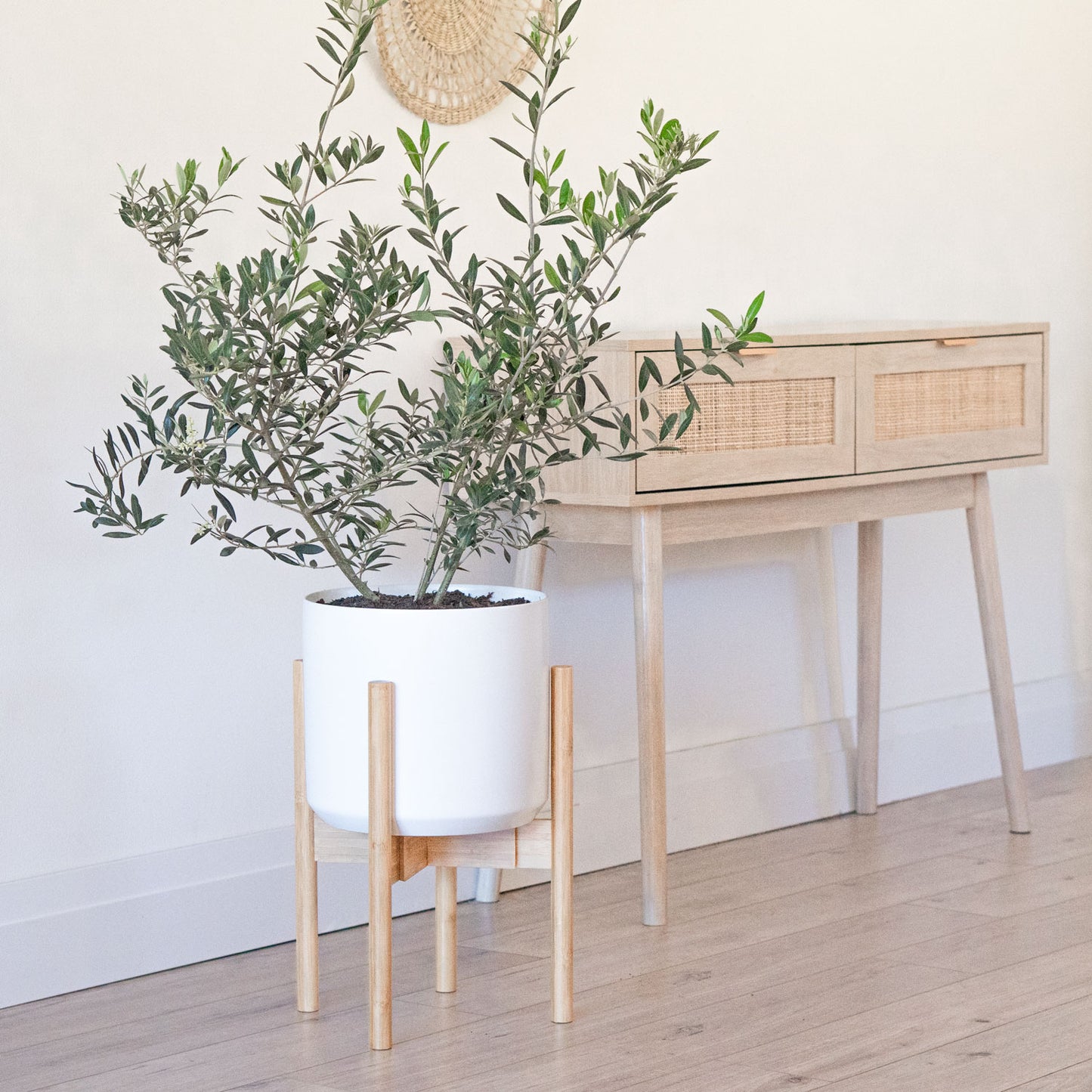 Olive Tree (Large)