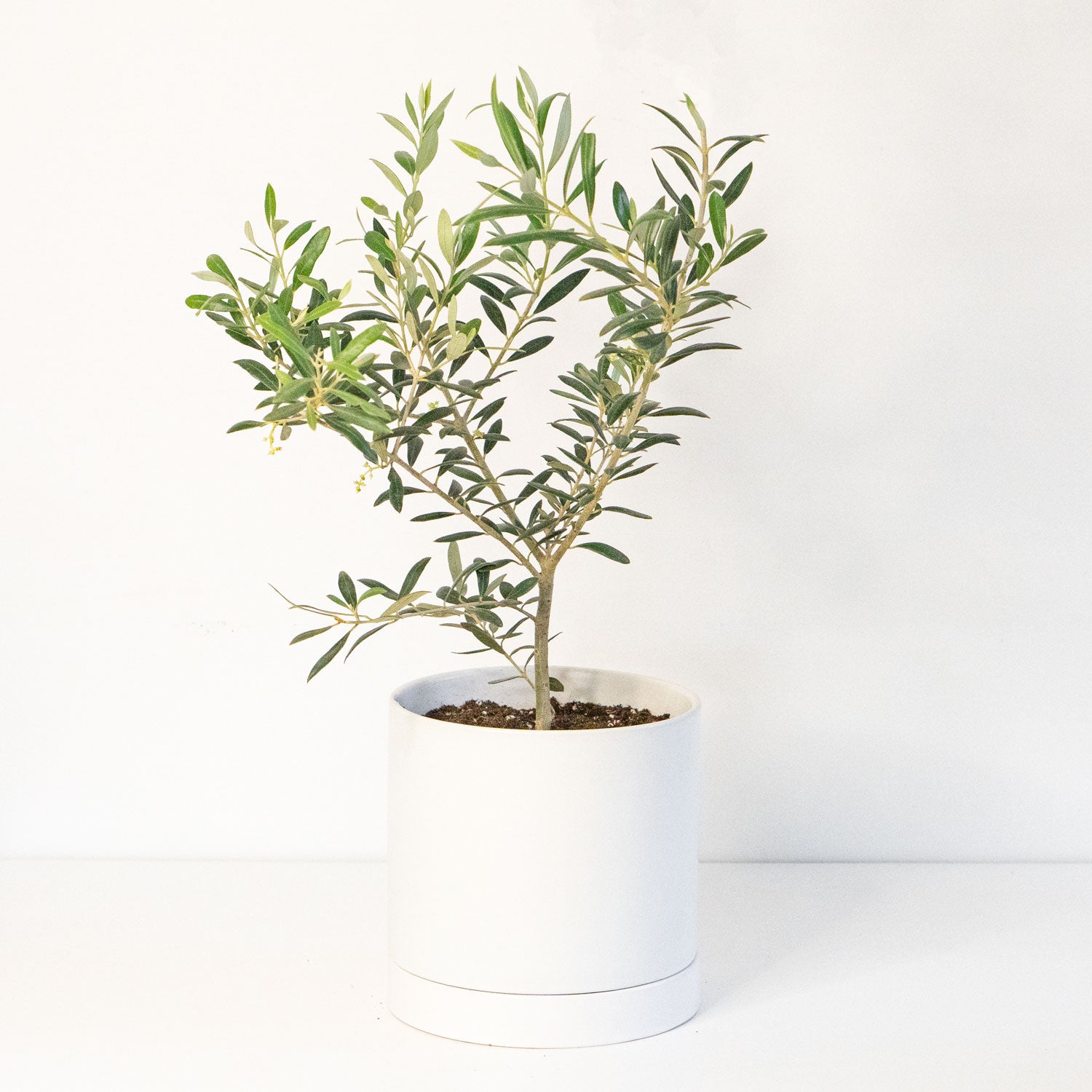 indoor plants olive tree Olive Tree | Olive Tree Indoor Plant in 6” Pot | Olea Europaea Fruit Plant for sale - Trendy Potted Houseplants for Delivery