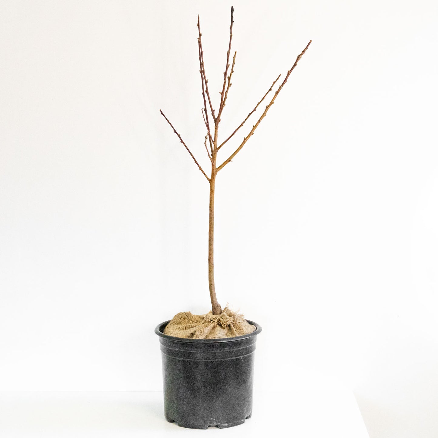 Flamin Fury Peach Tree