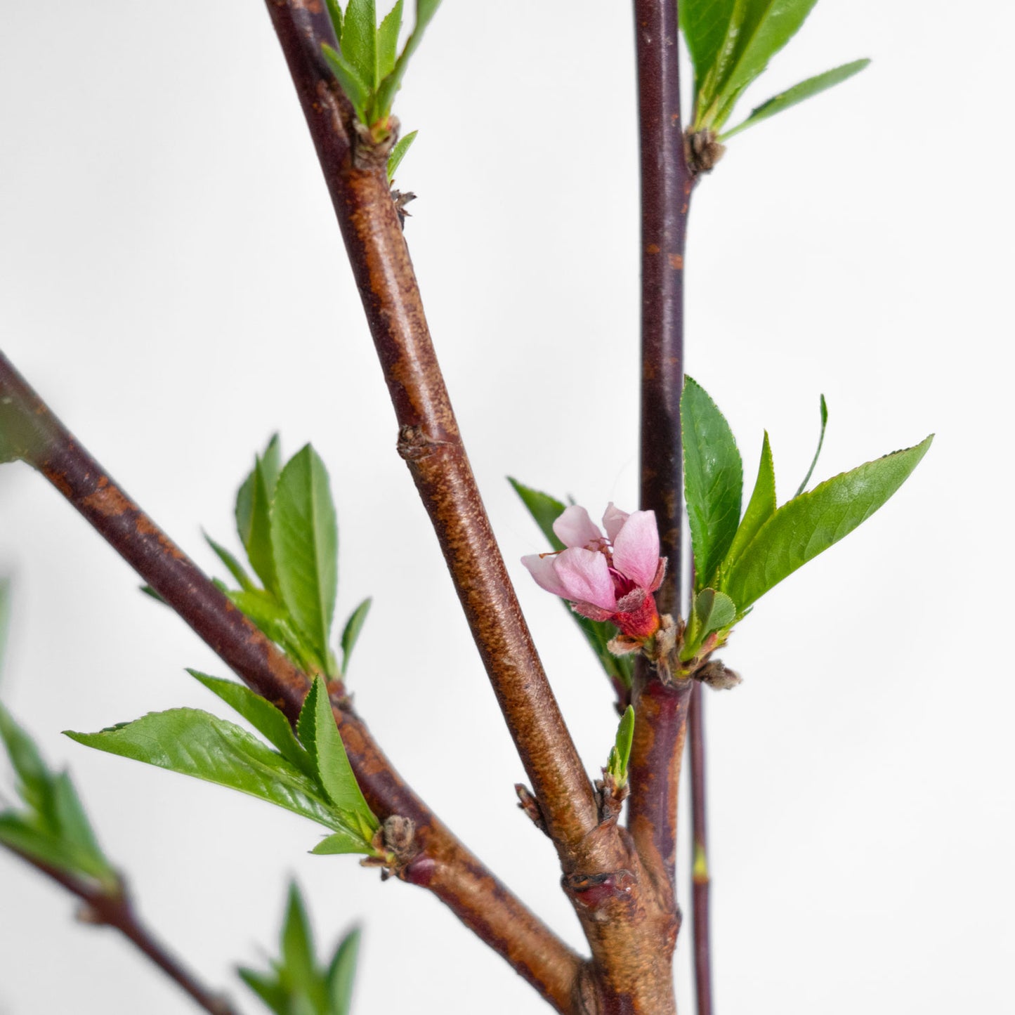 Flamin Fury Peach Tree