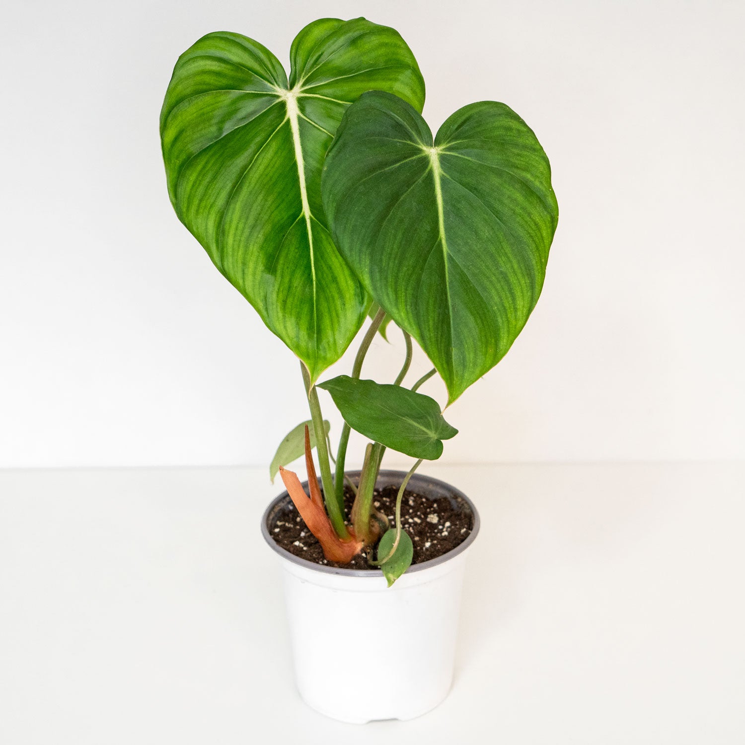 philodendron dean mcdowell care Philodendron McDowell | Philodendron Dean McDowell in 6” Pot | Rare Unique Potted Houseplants for Delivery | Houseplant for sale