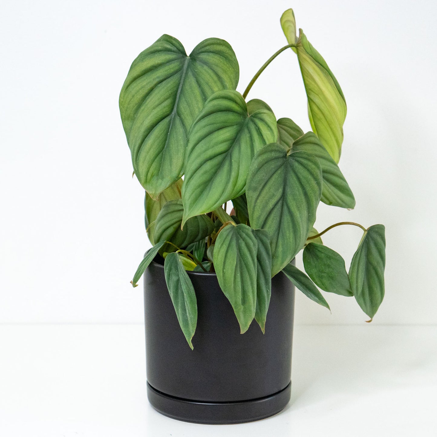 Philodendron Bipennifolium Columbia