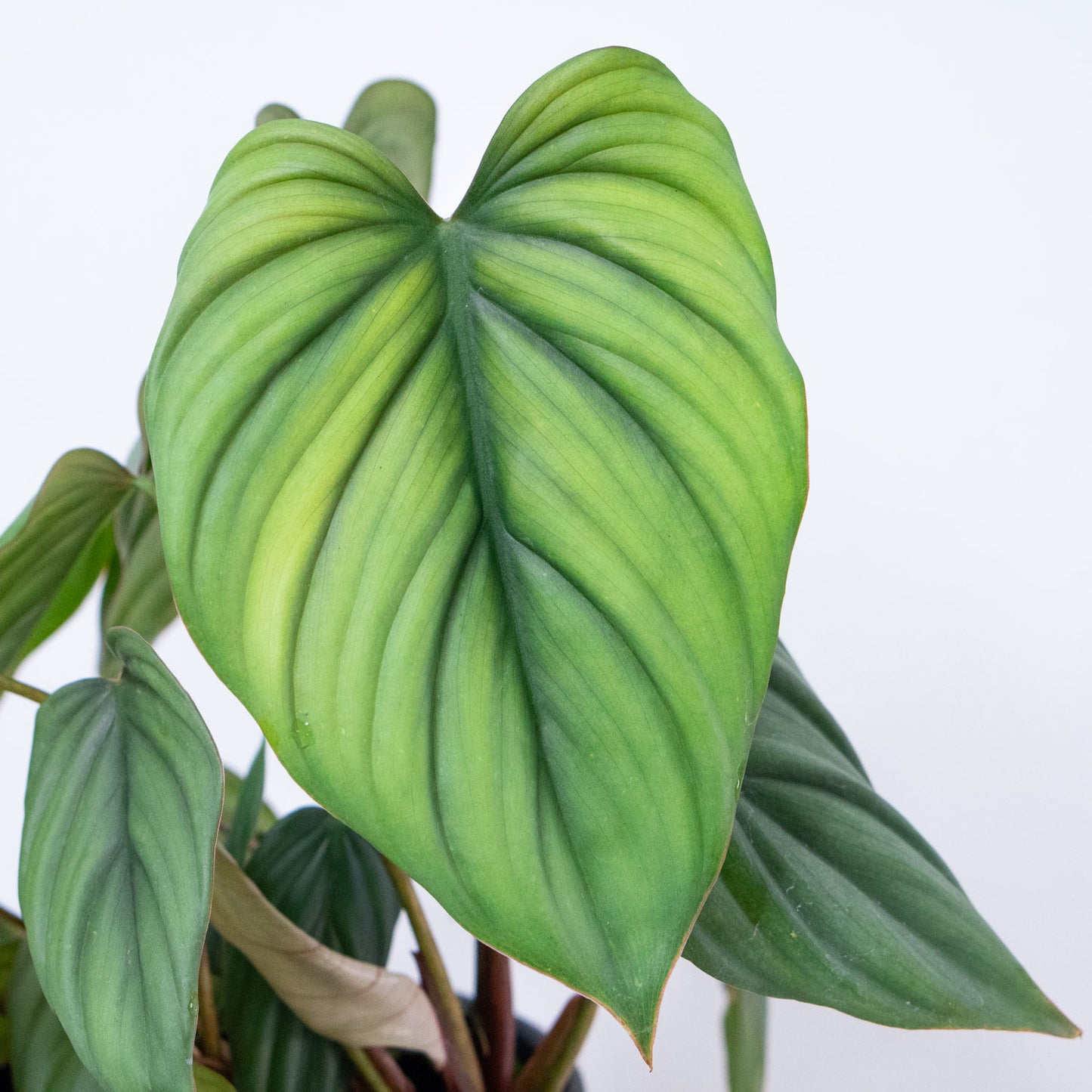 Philodendron Bipennifolium Columbia