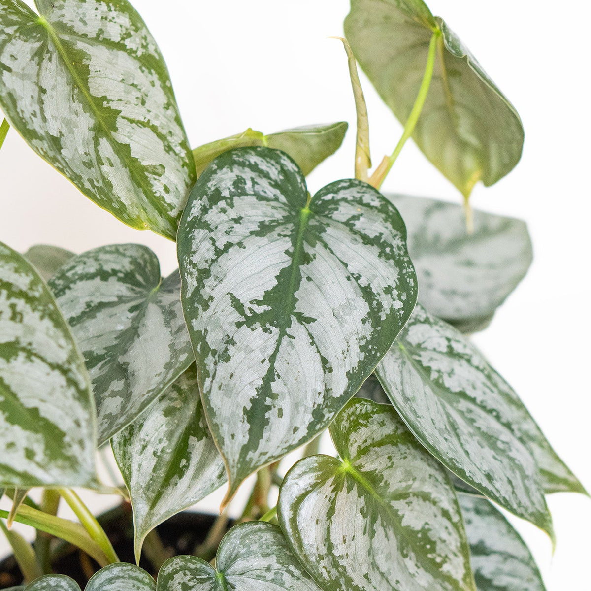 Philodendron Brandtianum