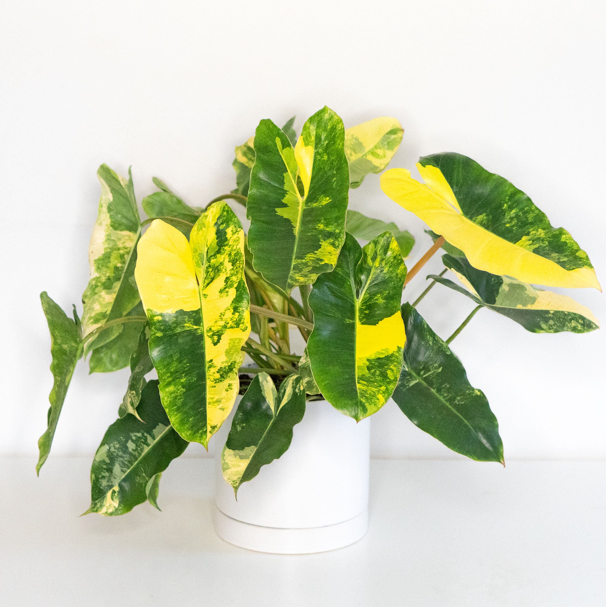 burle marx philodendron in bed Philodendron Burle Marx Variegated | Rare Plant Canada