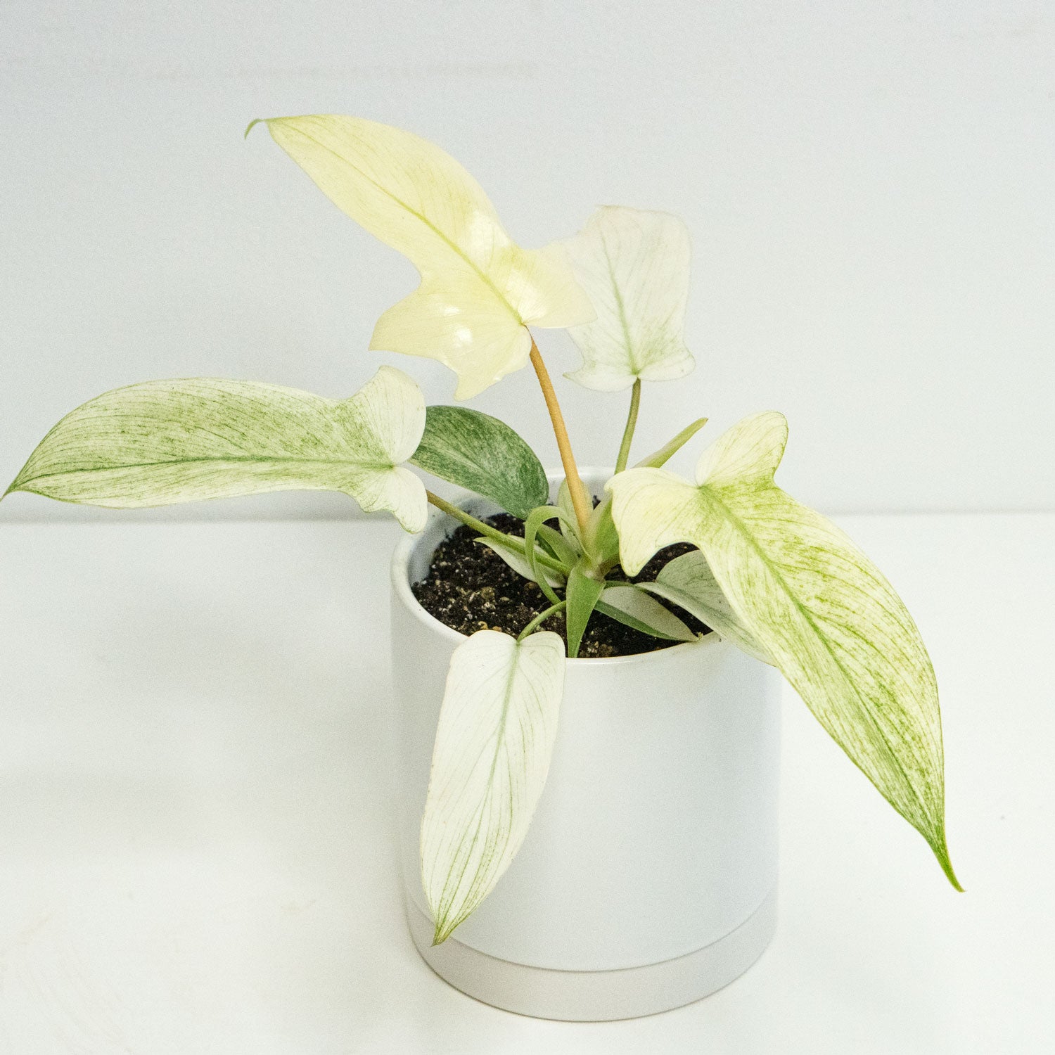 white ghost pothos Philodendron Florida Ghost | Rare Unique Potted Plants for Delivery | Houseplant for sale