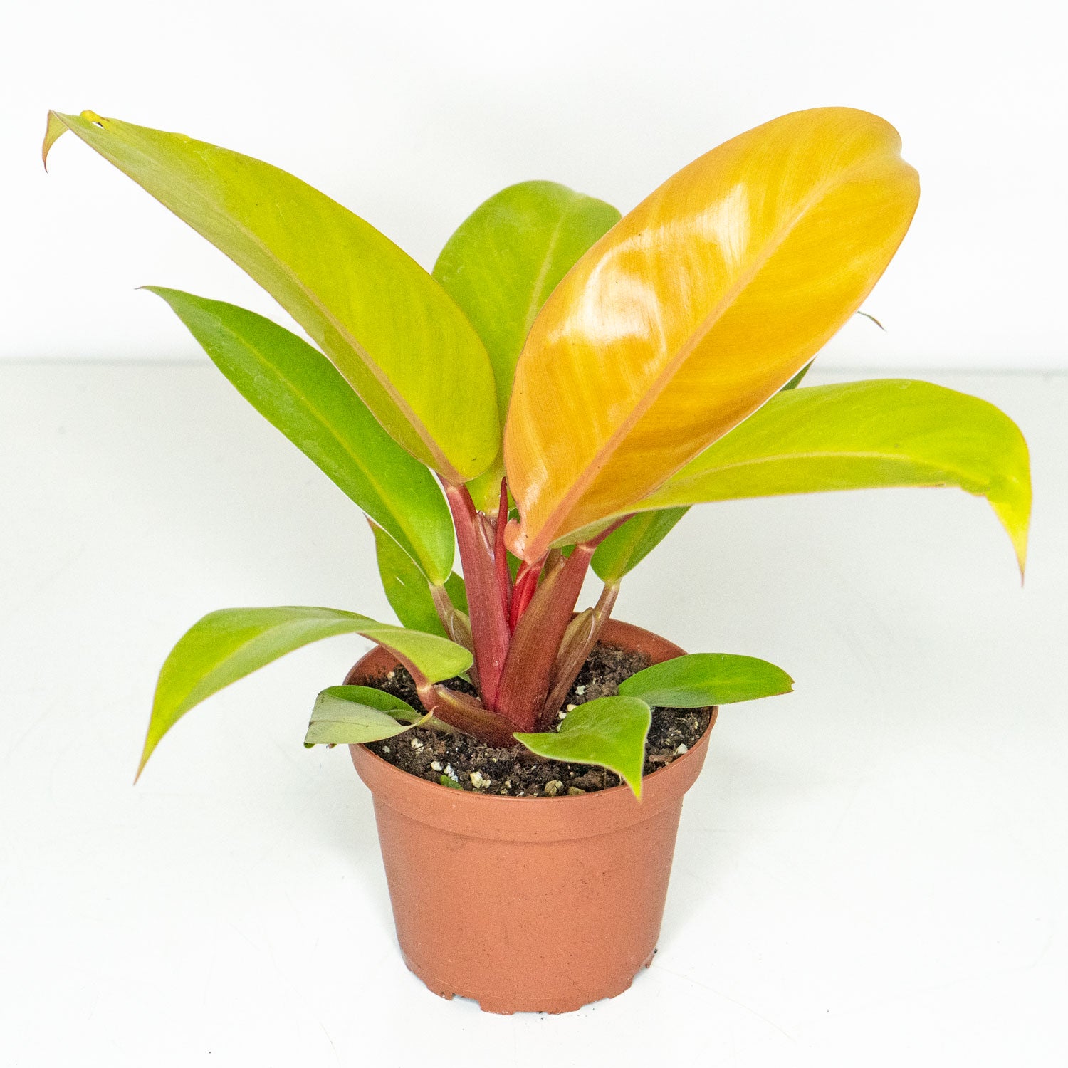 buy philodendron online canada Philodendron Prince of Orange | Philodendron Orange in 4” Pot | Rare Potted Indoor Plants for Delivery | Houseplant for sale