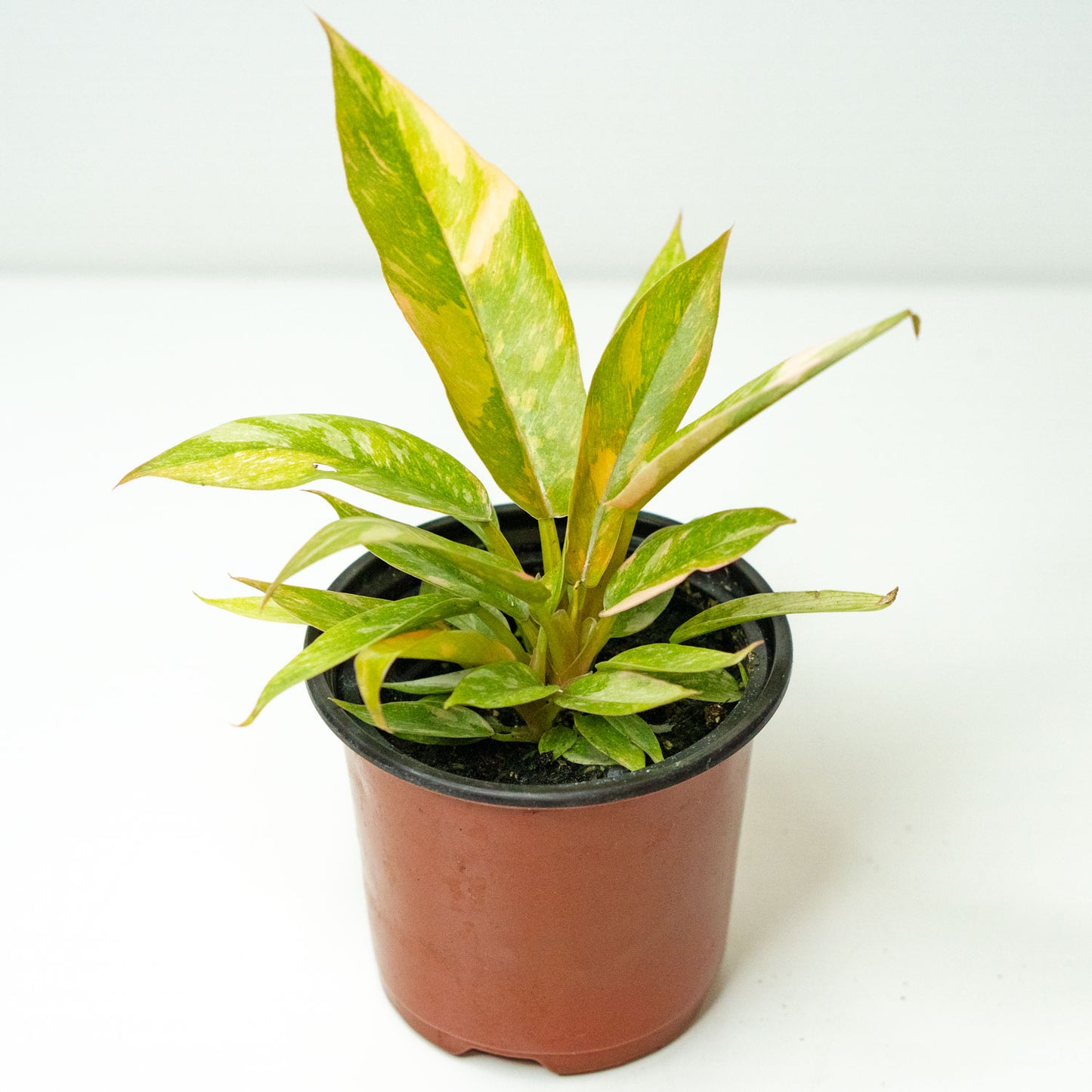 Potted rare Houseplant with variegated leaves Phillodendron Ring of Fire 4.5” - Buy repotted rare indoor plant Philodendron Ring of Fire for delivery at Planteia