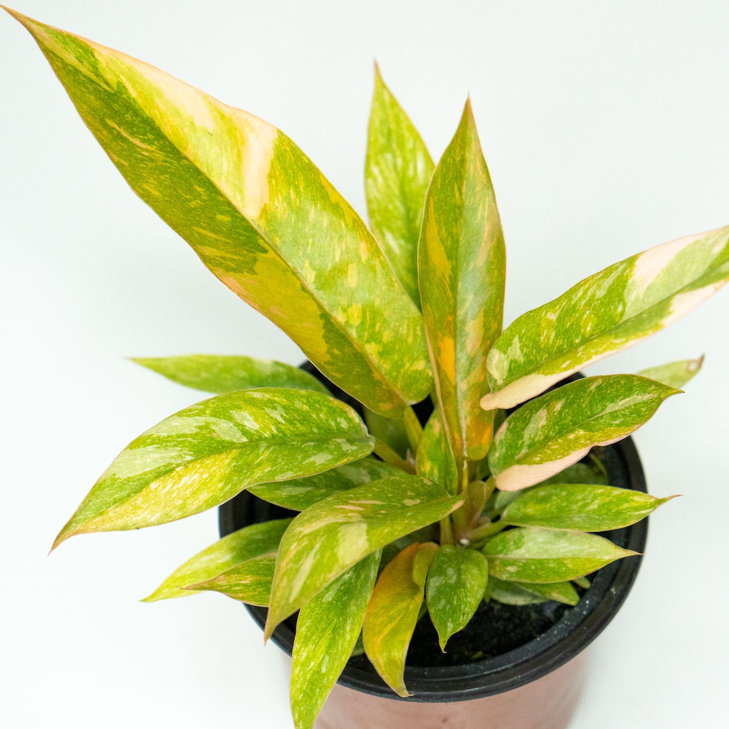 Variegated Leaves of Potted rare Houseplant Phillodendron Ring of Fire 4.5” - Buy repotted rare indoor plant Philodendron Ring of Fire for delivery at Planteia