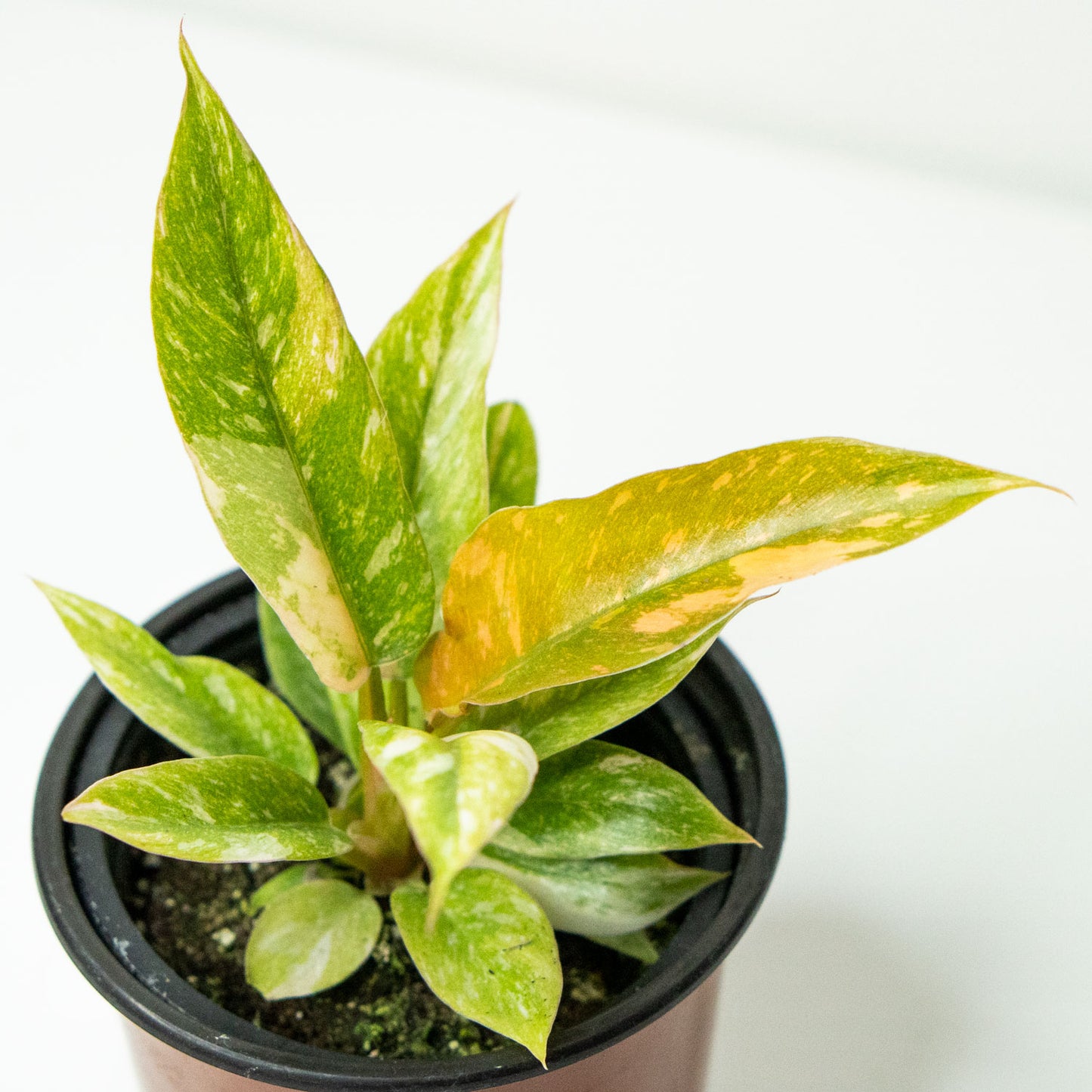Variegated Leaves of Potted rare Houseplant Phillodendron Ring of Fire 4.5” - Buy repotted rare indoor plant Philodendron Ring of Fire for delivery at Planteia