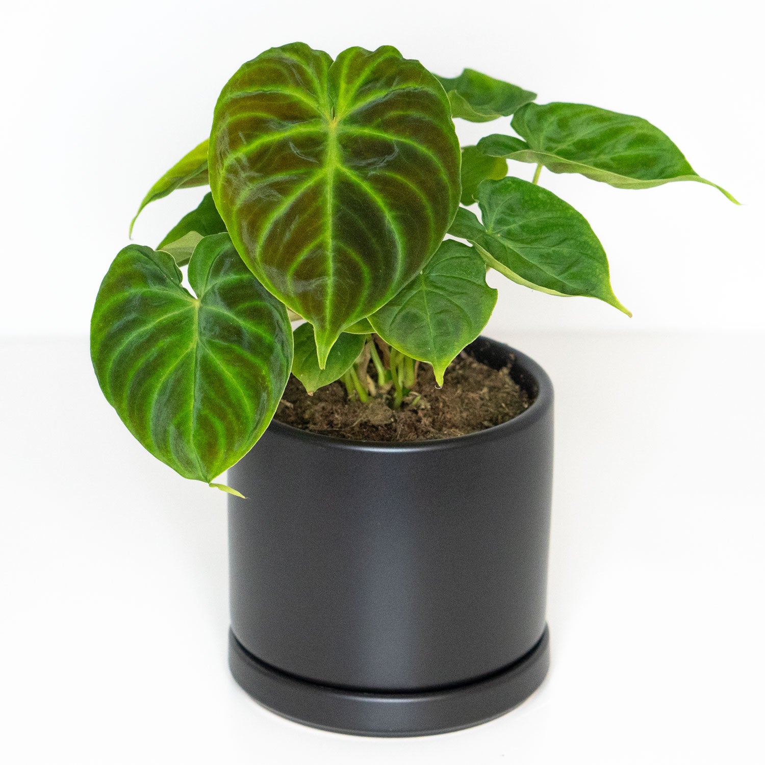 philodendron verrucosum purple Philodendron Verrucosum | Philo Verrucosum in 4.5” Pot | Rare Potted Indoor Plant for Delivery | Houseplant for sale