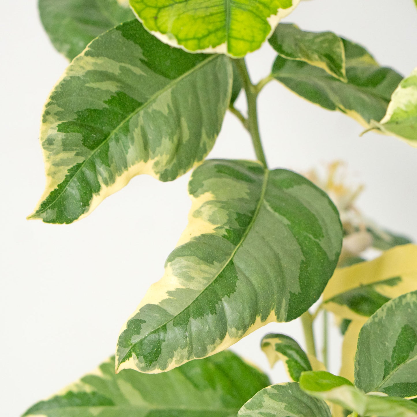 Pink Lemon Eureka Variegated Large