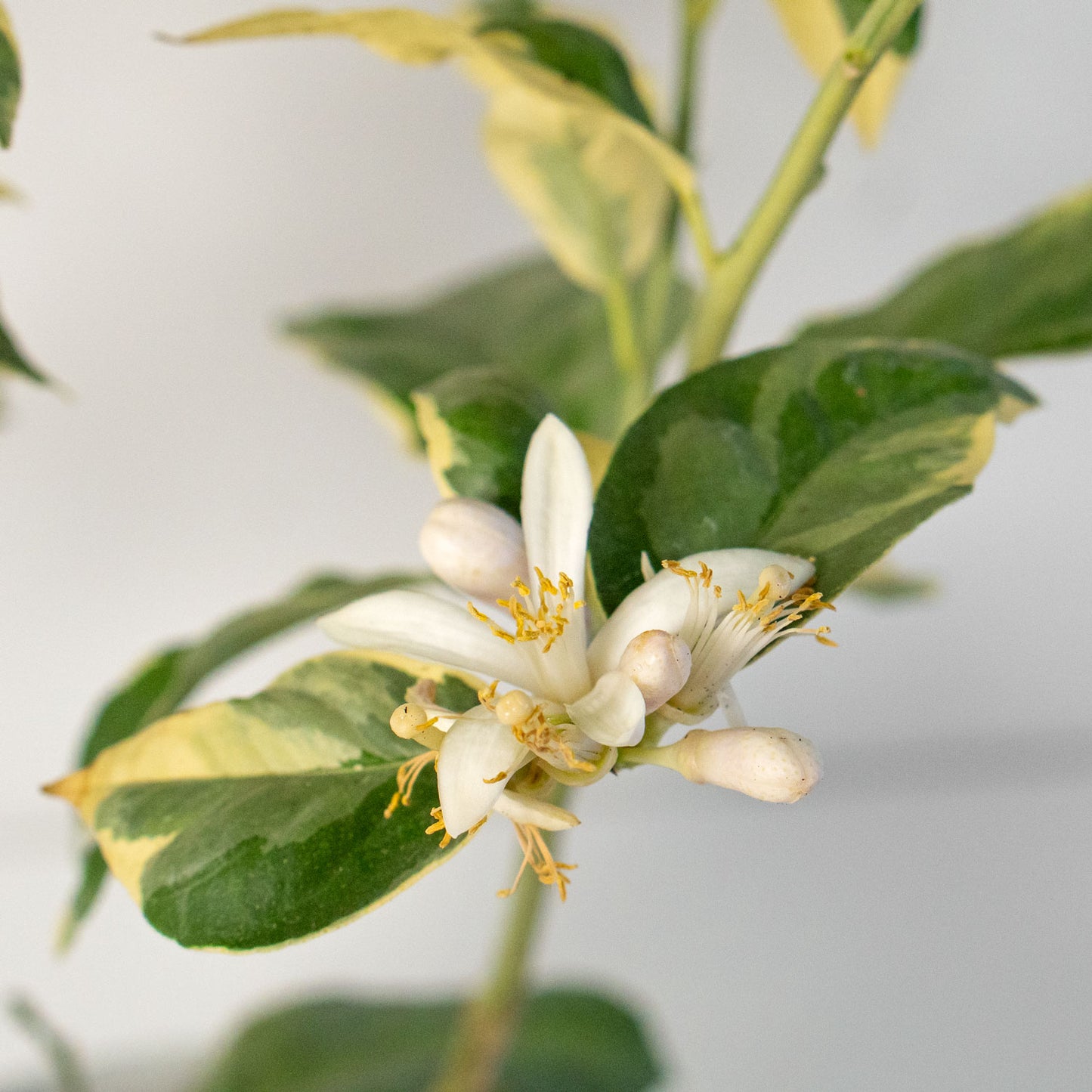 Pink Lemon Eureka Variegated Large