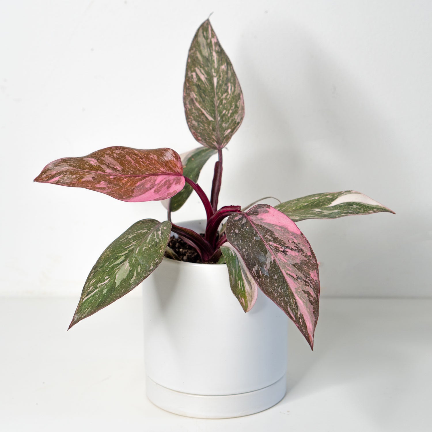 philodendron marble galaxy pink princess Philodendron Pink Princess Marble in 4.5” Pot | Rare Indoor Plants for Delivery | Houseplant for sale