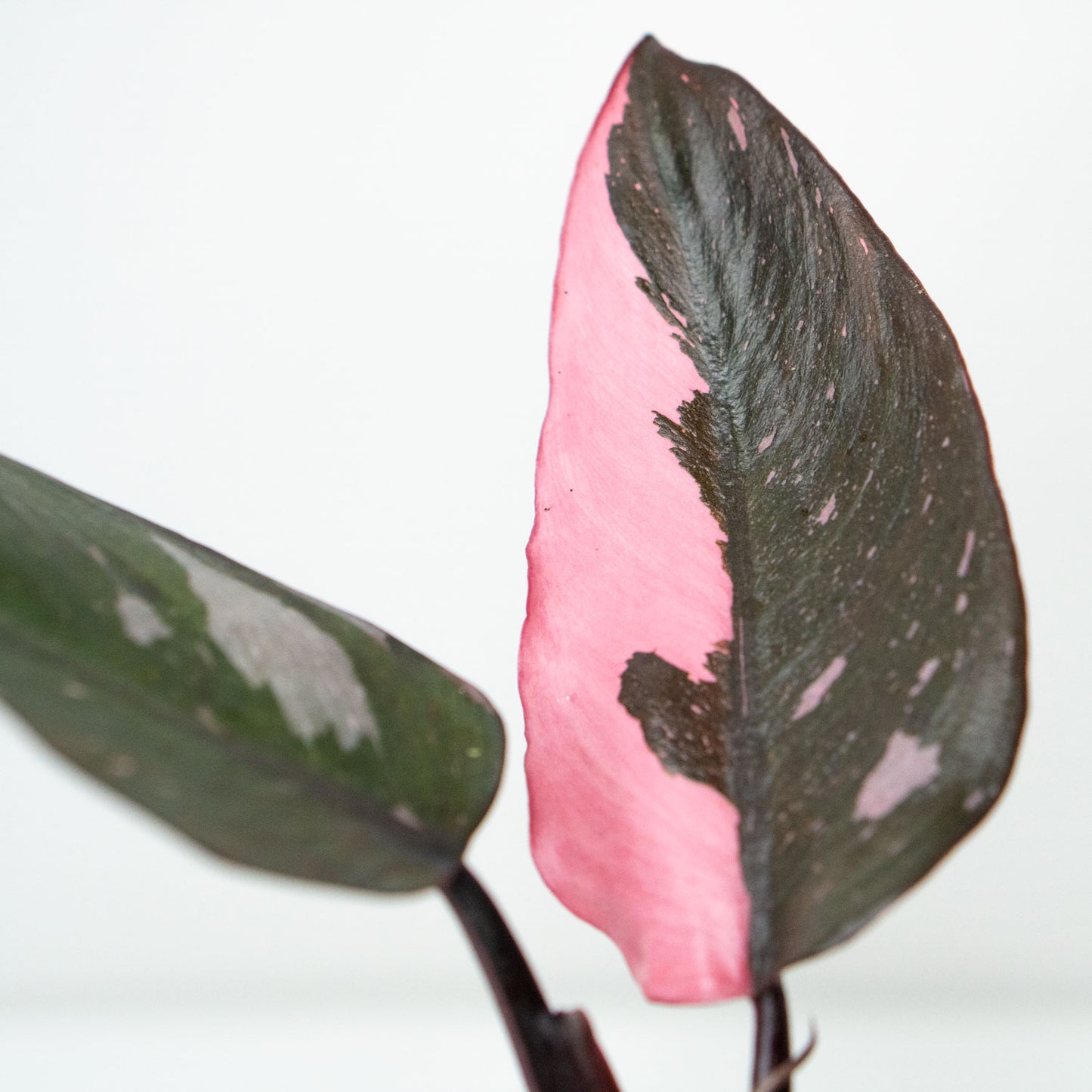 Pink Leaves of Potted rare Houseplant Phillodendron Pink Princess 4.5” - Buy repotted rare indoor plant Philodendron Pink Princess for delivery at Planteia