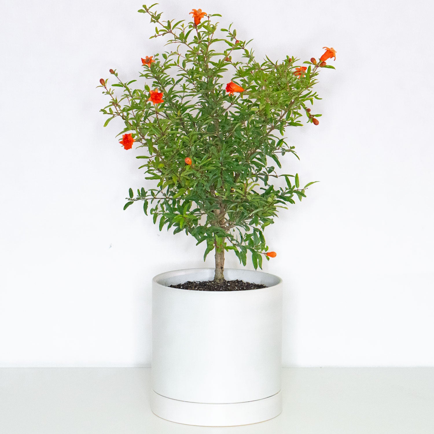 pomegranate plant in pot Pomegranate Tree | Pomegranate Plant in 6” Pot | Trendy Fruit Indoor Plant for Delivery - Houseplant for sale