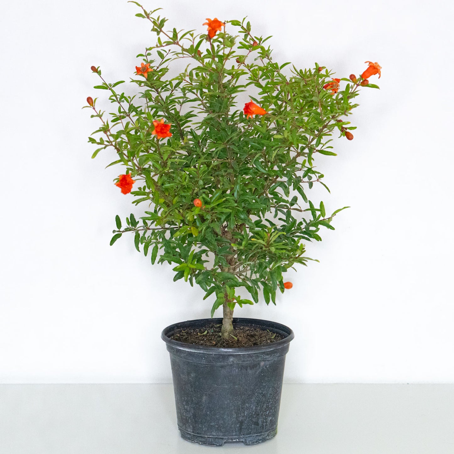 Pomegranate Tree
