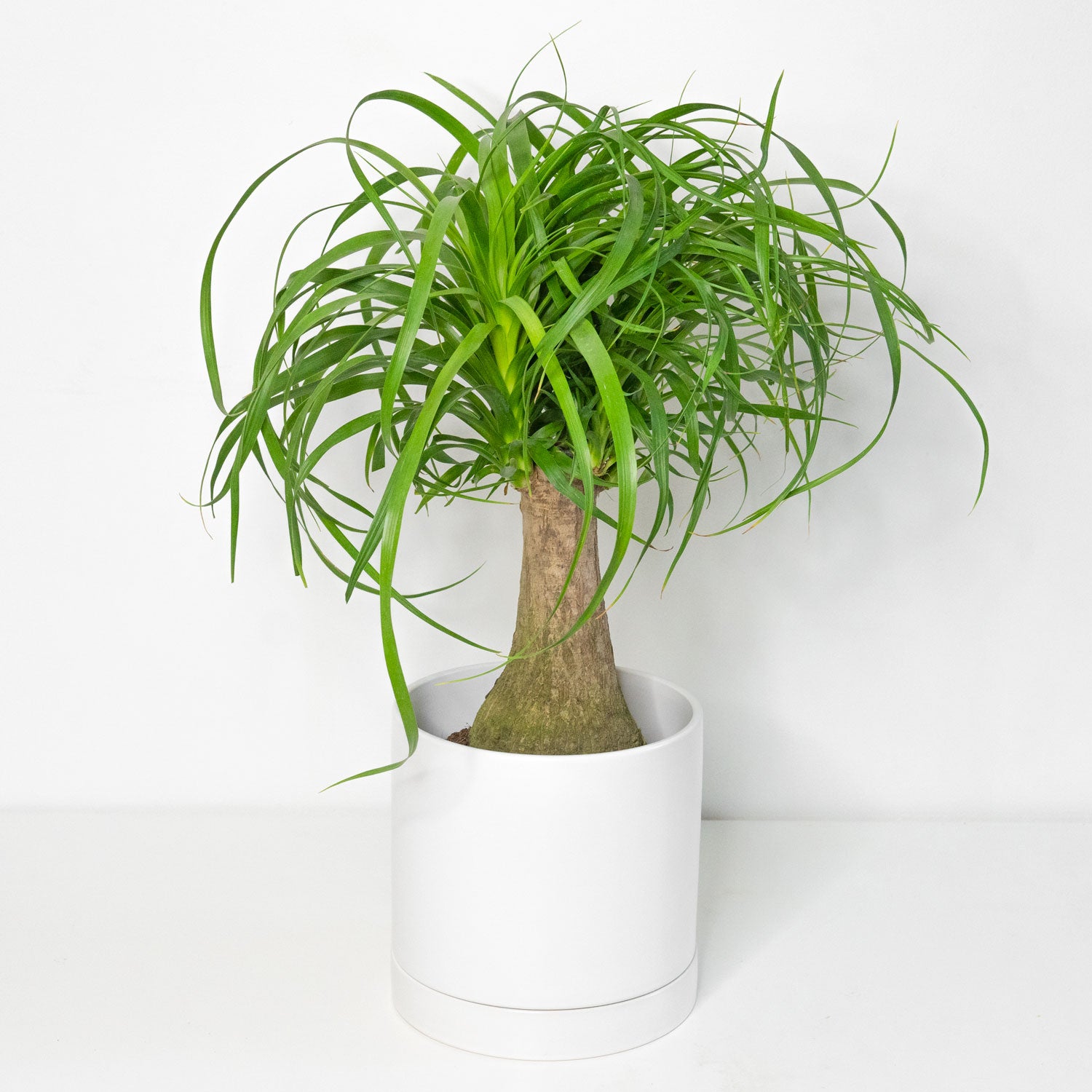 low maintenance palm plants Ponytail Palm in 6” Pot | Low-Maintenance Indoor Plant | Easy-Care Plant for delivery