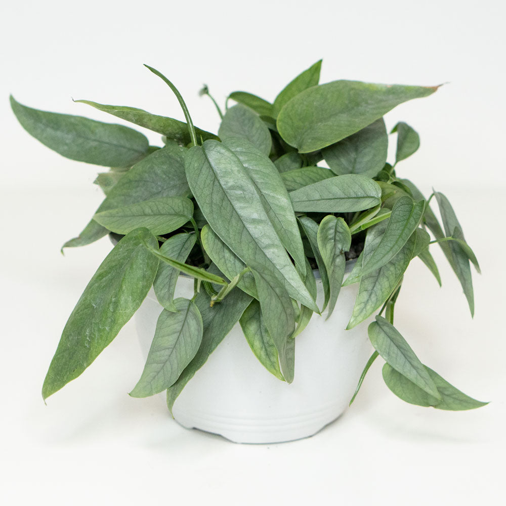 Potted Pothos Cebu Blue - Best Quality Easy-Care Trailing Houseplant Pothos Cebu Blue 6” - Buy repotted easy-care indoor plant Pothos Cebu Blue for delivery at Planteia