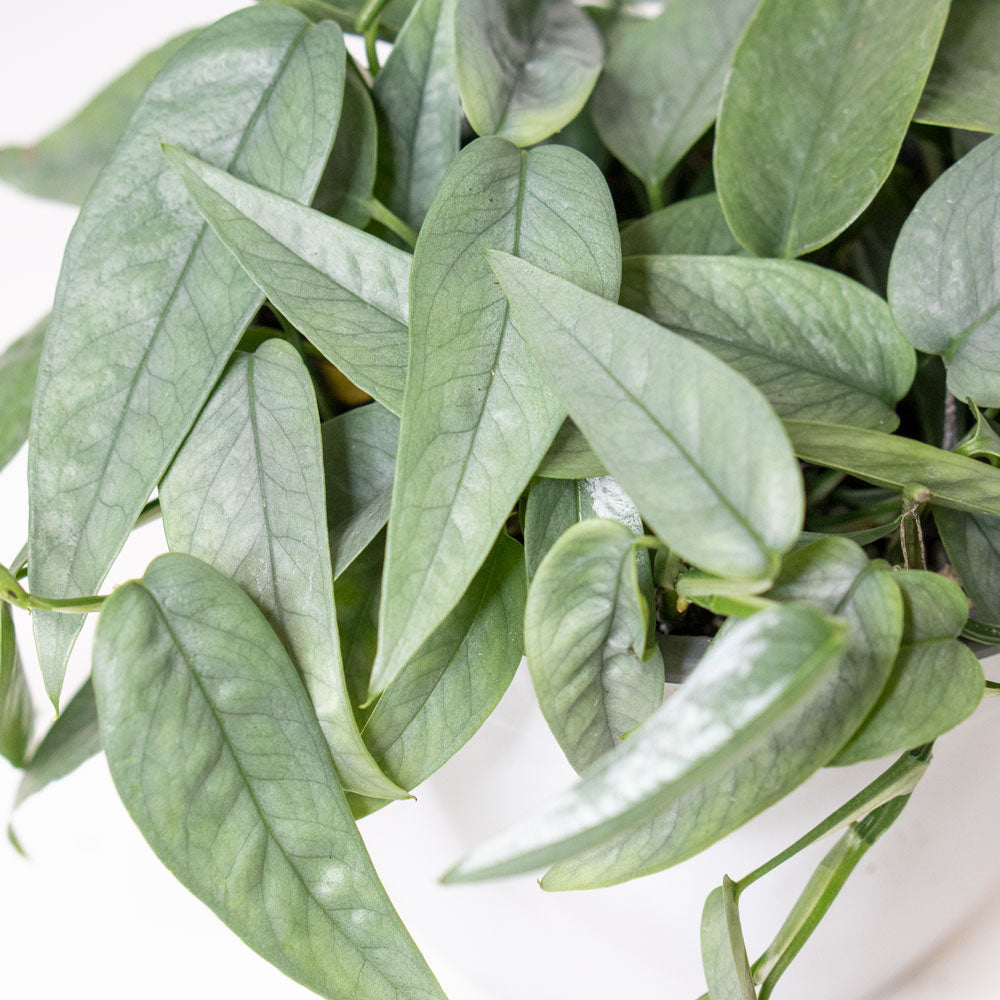 Blue-ish leaves of Potted Pothos Cebu Blue - Best Quality Easy-Care Trailing Houseplant Pothos Cebu Blue 6” - Buy repotted easy-care indoor plant Pothos Cebu Blue for delivery at Planteia