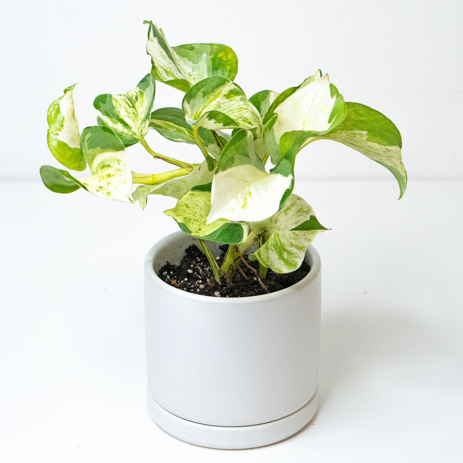 manjula pothos trailing Pothos Manjula | Manjula Pothos in 6” Pot | Rare Houseplant for sale | Trailing Indoor Plants for Delivery