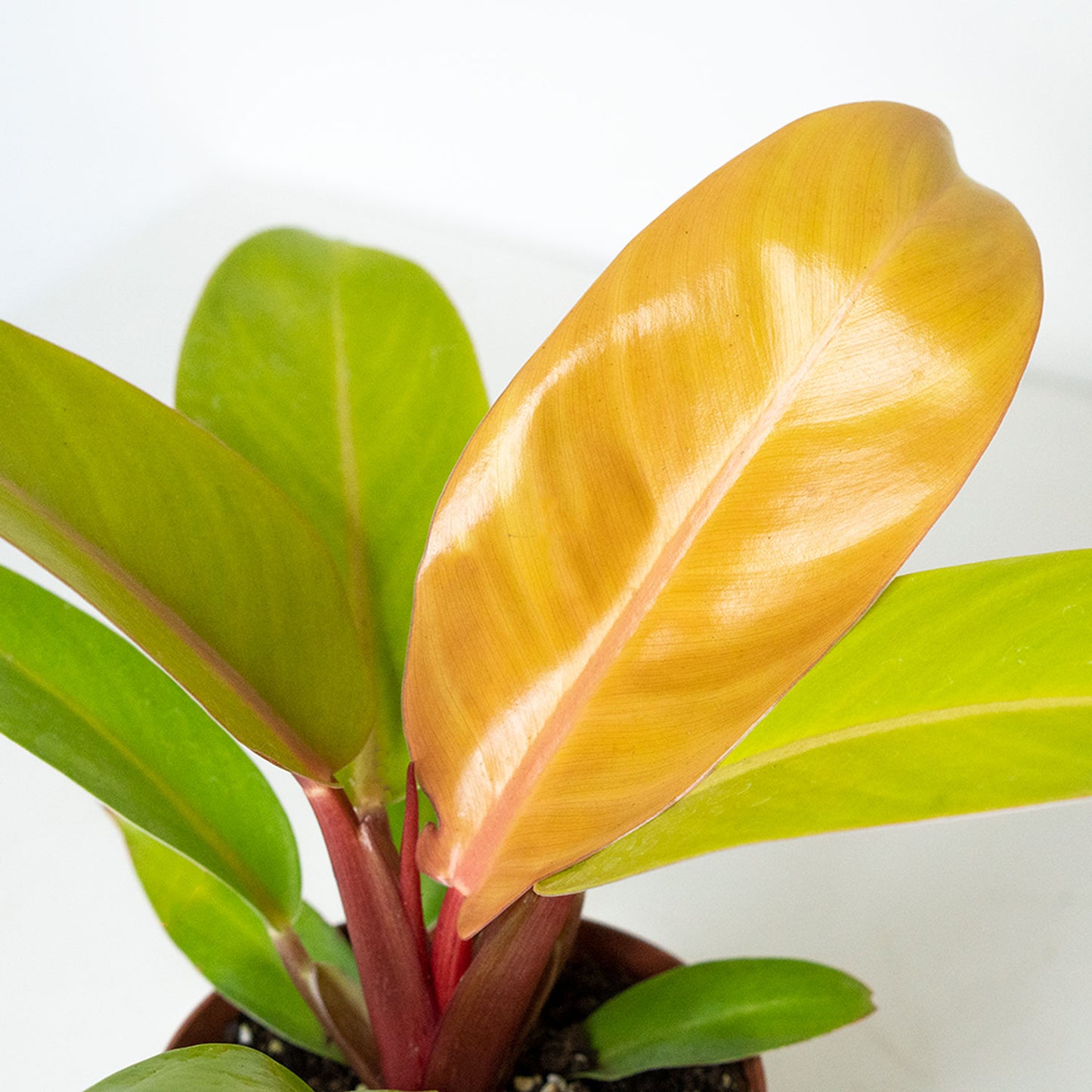 Philodendron Prince Of Orange