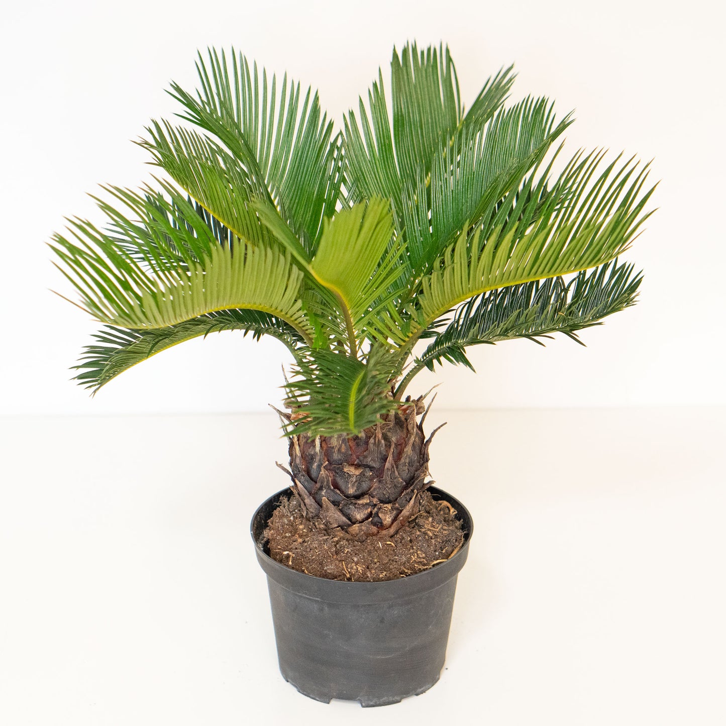 Sago Palm