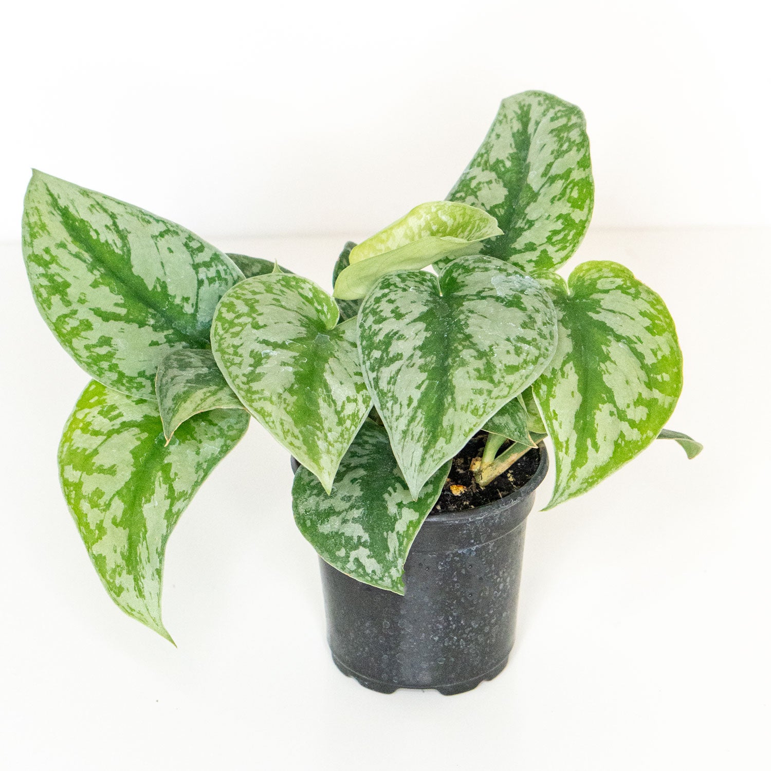 silver satin scindapsus pothos Scindapsus Pictus | Silver Pothos Plant in 4.5” Pot | Silver Satin Pothos Easy-Care Houseplant for sale | Trailing Indoor Plants